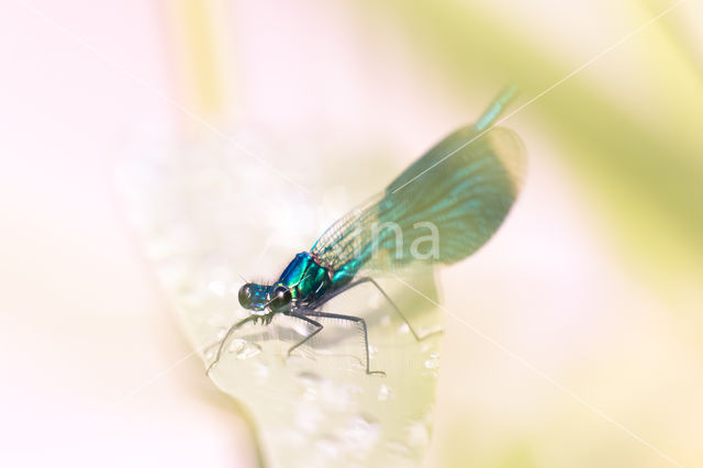 Weidebeekjuffer (Calopteryx splendens)