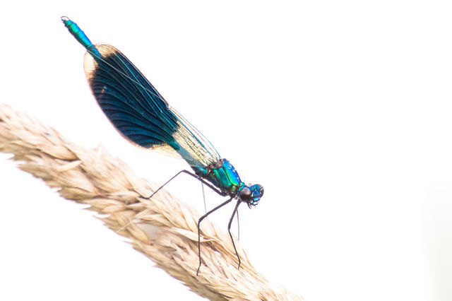 Banded Demoiselle (Calopteryx splendens)