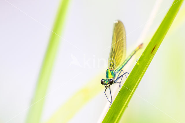 Weidebeekjuffer (Calopteryx splendens)