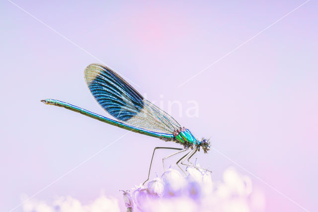 Weidebeekjuffer (Calopteryx splendens)