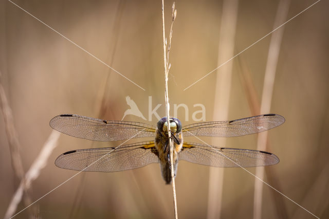 Viervlek (Libellula quadrimaculata)