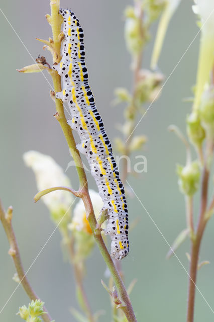 Vlasbekuiltje (Calophasia lunula)