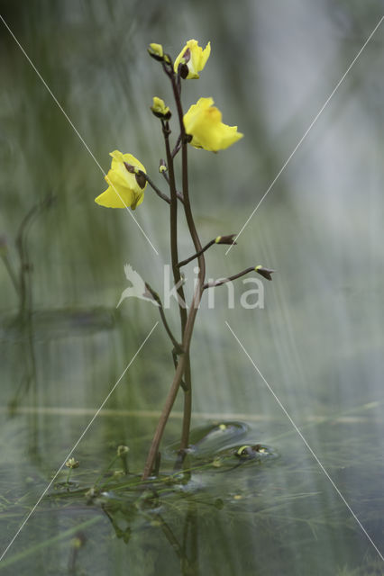 Groot blaasjeskruid (Utricularia vulgaris)