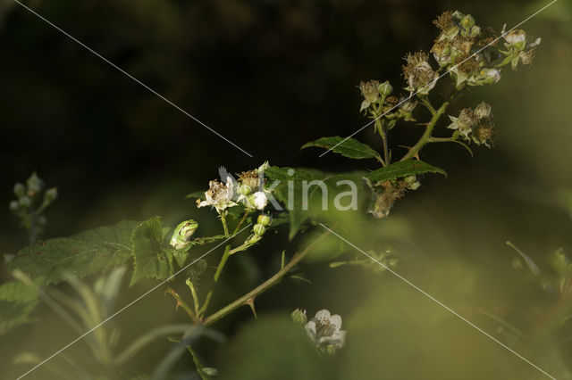 Europese boomkikker (Hyla arborea)