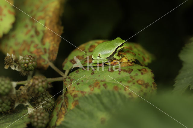 Europese boomkikker (Hyla arborea)