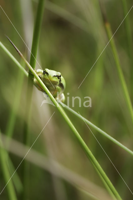 Europese boomkikker (Hyla arborea)