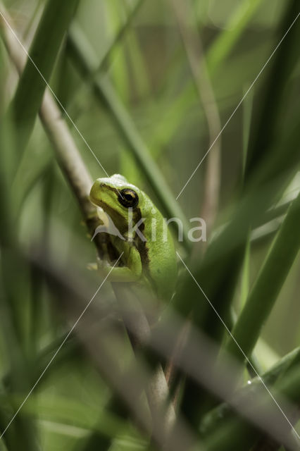 European Tree Frog (Hyla arborea)