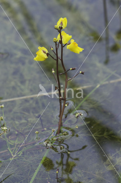 Groot blaasjeskruid (Utricularia vulgaris)