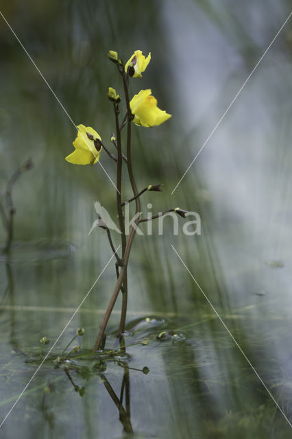 Groot blaasjeskruid (Utricularia vulgaris)