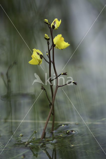 Groot blaasjeskruid (Utricularia vulgaris)