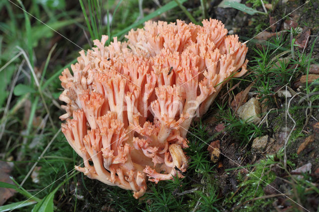 beukenkoraalzwam (ramaria subbotrytis)