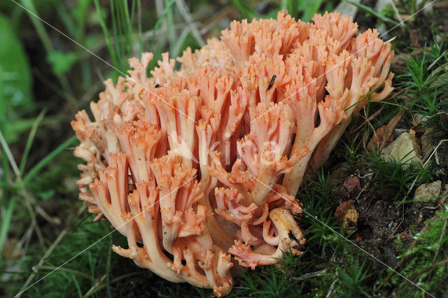 beukenkoraalzwam (ramaria subbotrytis)