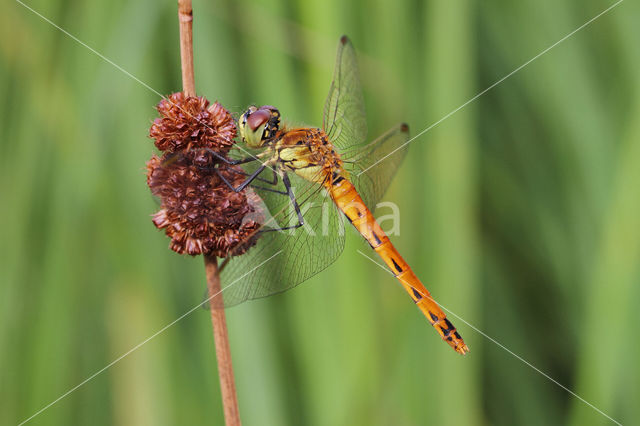 Kempense heidelibel (Sympetrum depressiusculum)