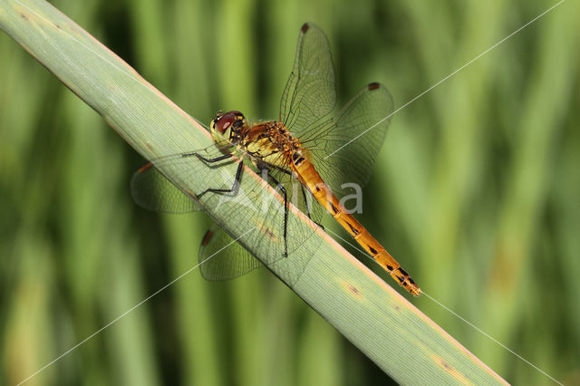 Eurasian red dragonfly (Sympetrum depressiusculum)