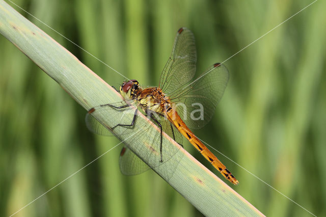 Eurasian red dragonfly (Sympetrum depressiusculum)