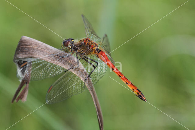 Eurasian red dragonfly (Sympetrum depressiusculum)