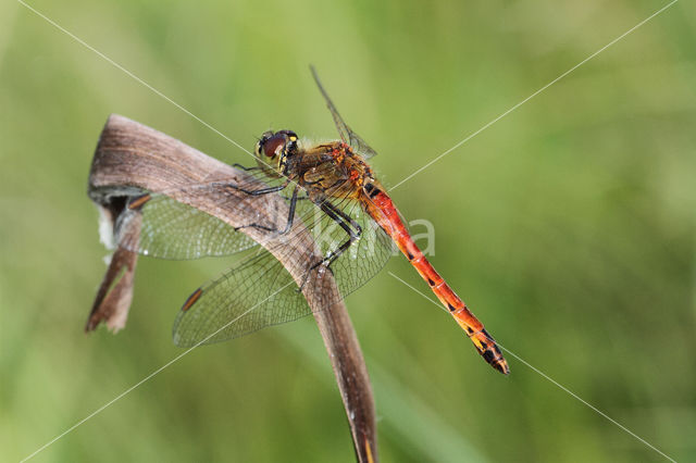 Eurasian red dragonfly (Sympetrum depressiusculum)