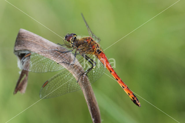 Eurasian red dragonfly (Sympetrum depressiusculum)