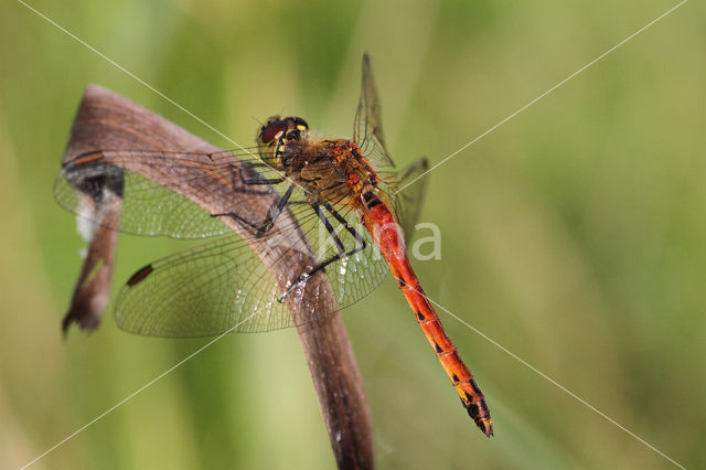 Eurasian red dragonfly (Sympetrum depressiusculum)