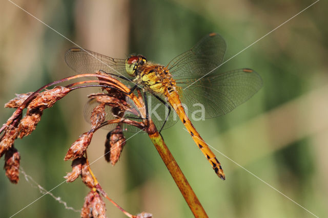 Eurasian red dragonfly (Sympetrum depressiusculum)