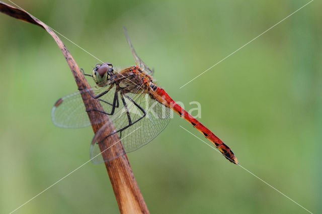 Eurasian red dragonfly (Sympetrum depressiusculum)