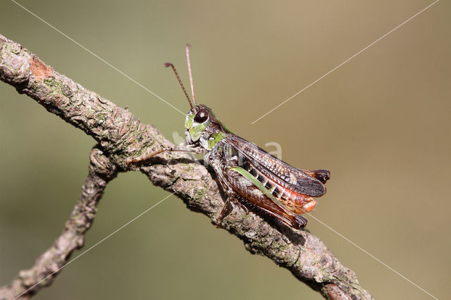 Knopsprietje (Myrmeleotettix maculatus)