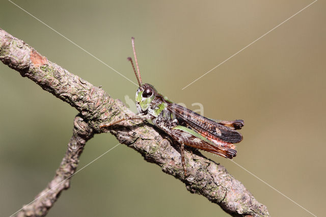 Mottled Grasshopper (Myrmeleotettix maculatus)