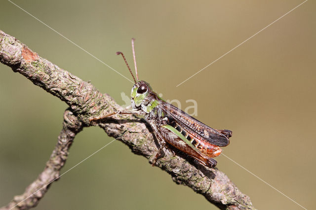 Mottled Grasshopper (Myrmeleotettix maculatus)