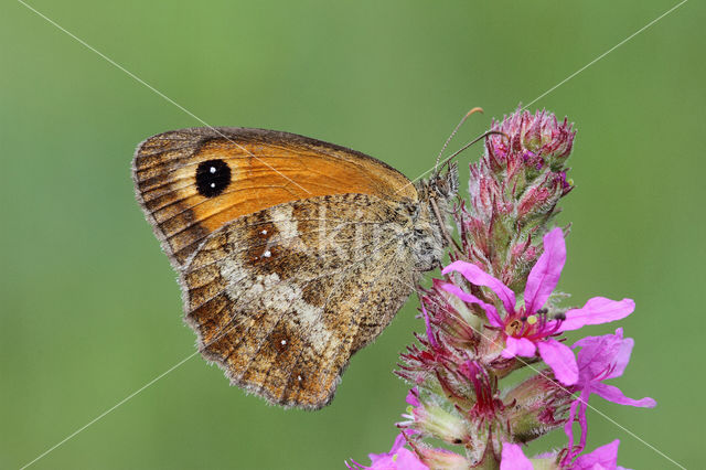 Oranje zandoogje (Pyronia tithonus)