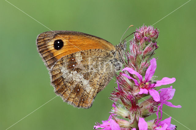 Oranje zandoogje (Pyronia tithonus)