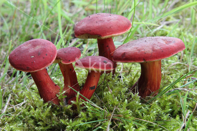Red-Capped Bolete (Boletus rubellus)