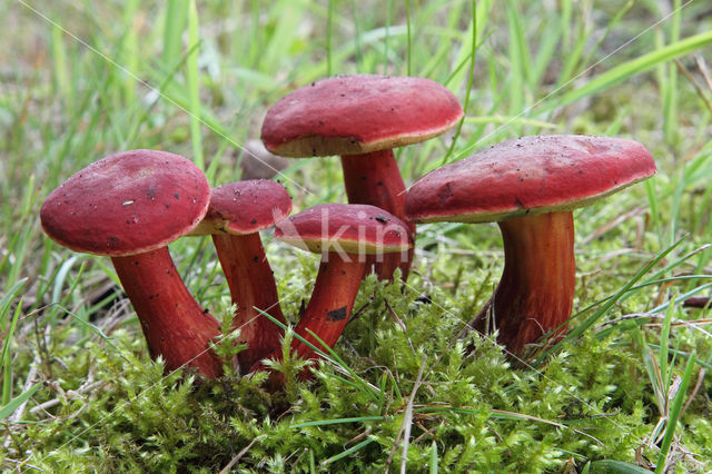 Red-Capped Bolete (Boletus rubellus)