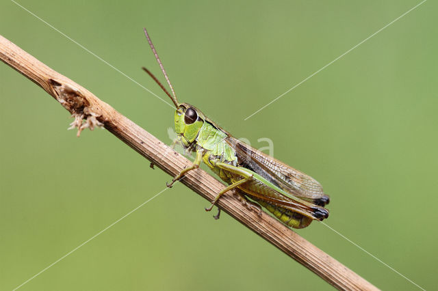 Zompsprinkhaan (Chorthippus montanus)