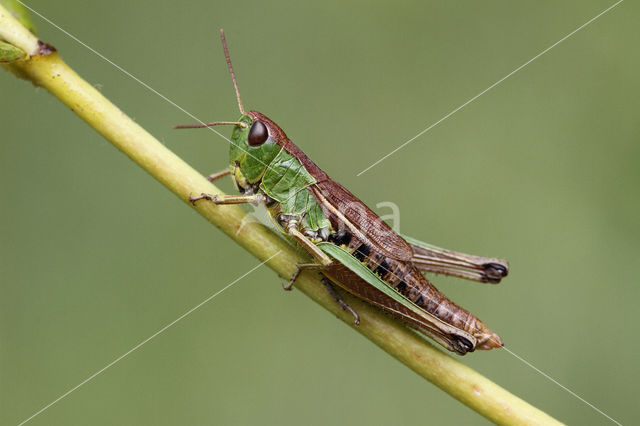 Zompsprinkhaan (Chorthippus montanus)