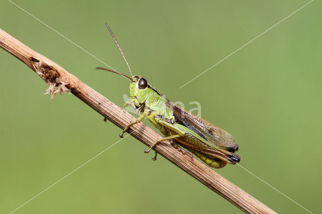 Zompsprinkhaan (Chorthippus montanus)