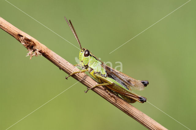 Zompsprinkhaan (Chorthippus montanus)