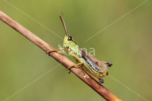 Zompsprinkhaan (Chorthippus montanus)