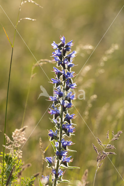 Viper's-bugloss (Echium vulgare)