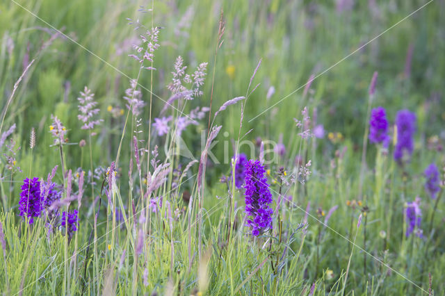 Viper's-bugloss (Echium vulgare)