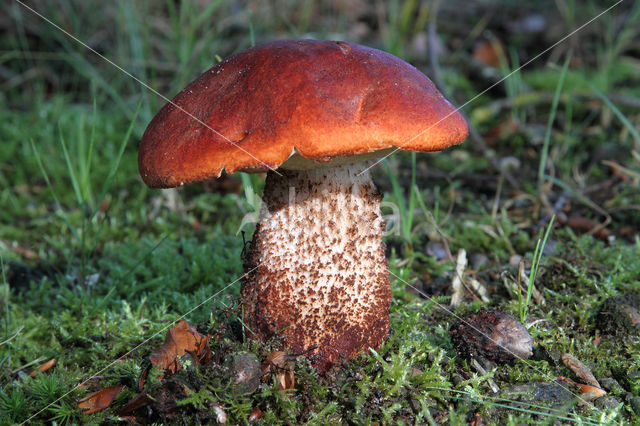 Eikenboleet (Leccinum quercinum)