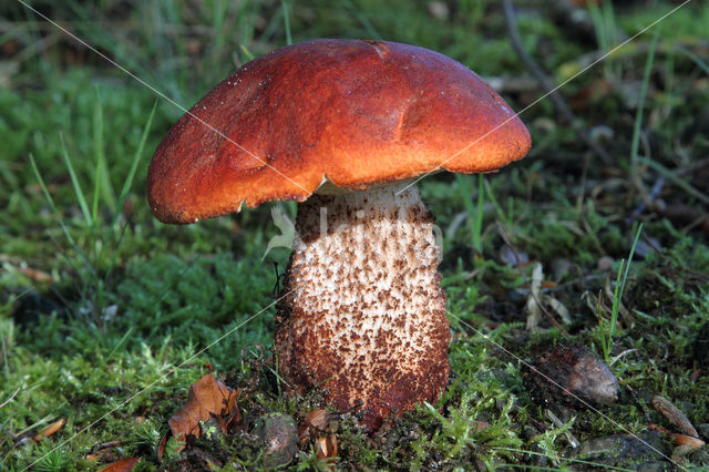 Orange oak bolete (Leccinum quercinum)