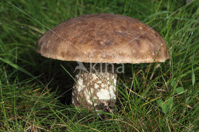 Leccinum duriusculum