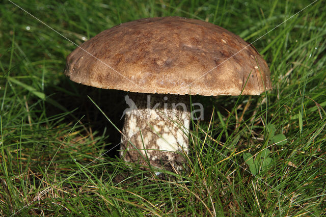 Leccinum duriusculum