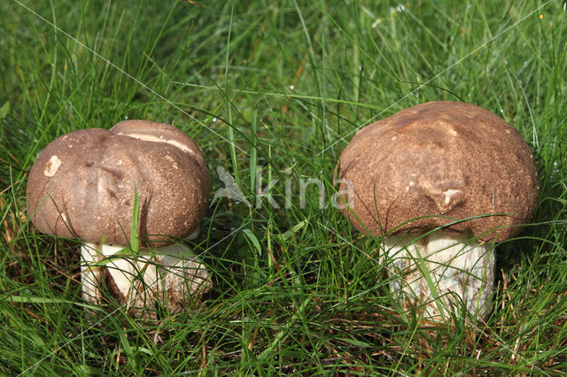 Leccinum duriusculum