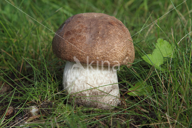 Harde populierboleet (Leccinum duriusculum)