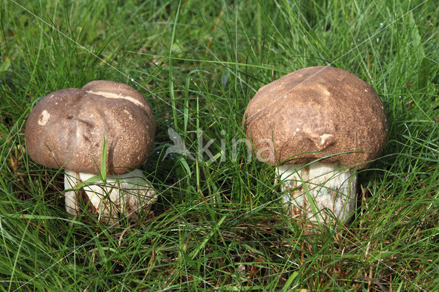 Leccinum duriusculum