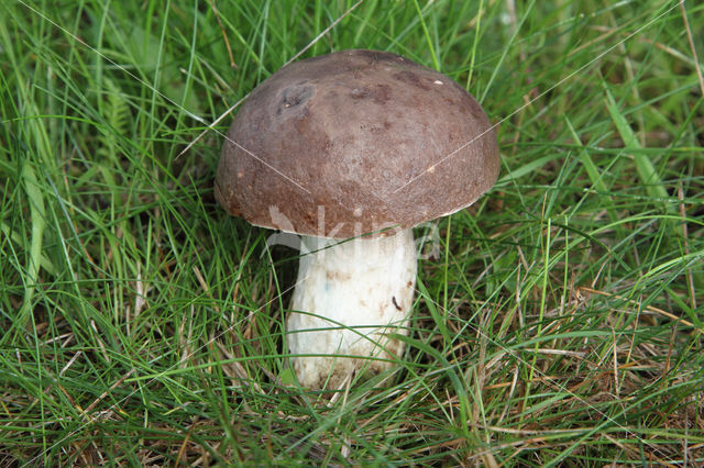 Leccinum duriusculum