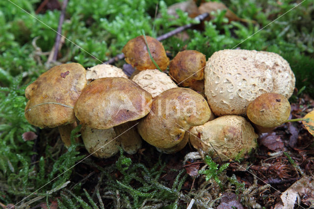 Parasitic Bolete (Boletus parasiticus)