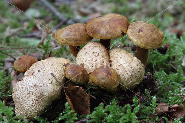 Parasitic Bolete (Boletus parasiticus)