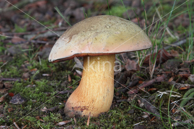 Netstelige heksenboleet (Boletus luridus)